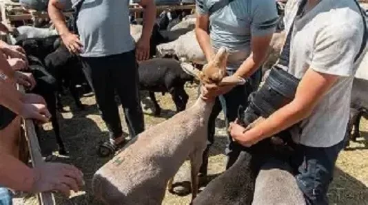 В Кыргызстане на скотобойнях и скотных рынках внедряется система видеонаблюдения