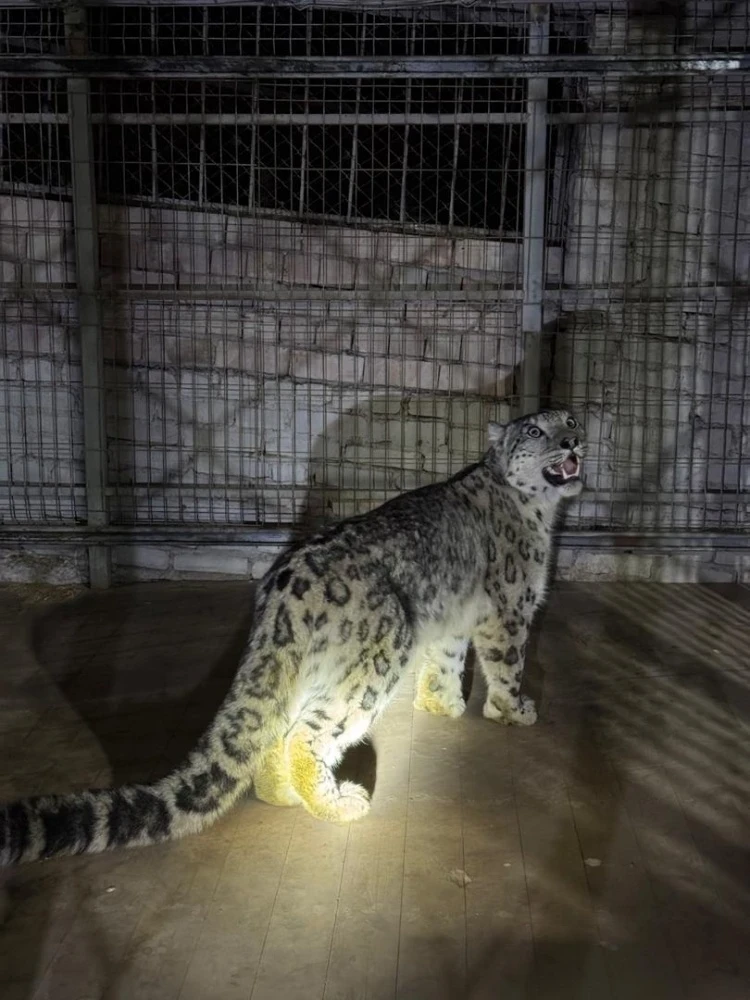 В Кеминском районе экологи зафиксировали появление снежного барса