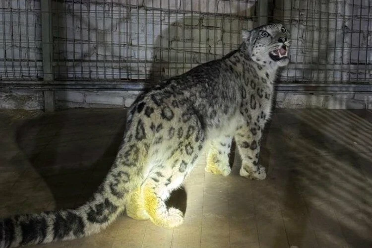 Пойманного снежного барса планируют выпустить в Кеминском заповеднике