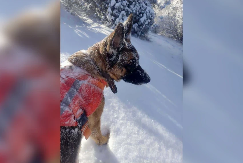 По следу надежды: как собаки-спасатели ищут людей в Кыргызстане