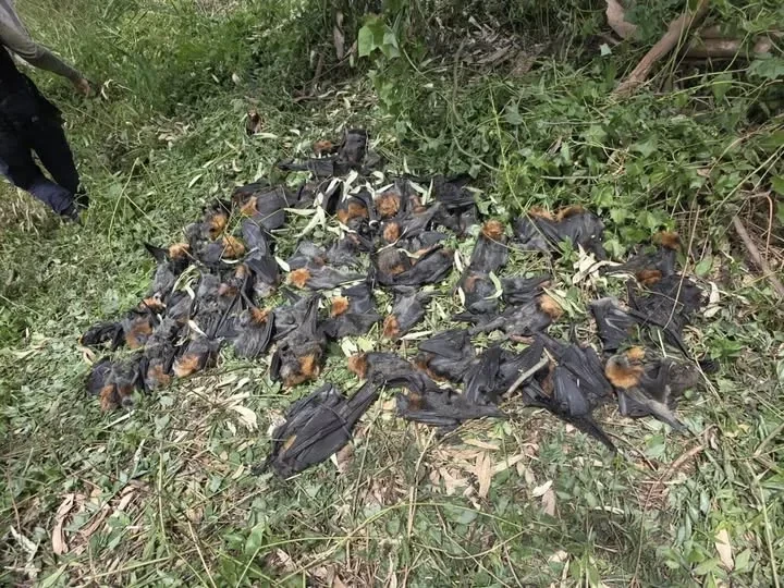 В Австралии тысячи летучих лисиц погибли из-за «чёрной жары»