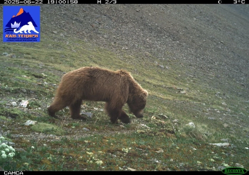 В ГПП «Хан-Тенири» зафиксирован рост численности диких животных