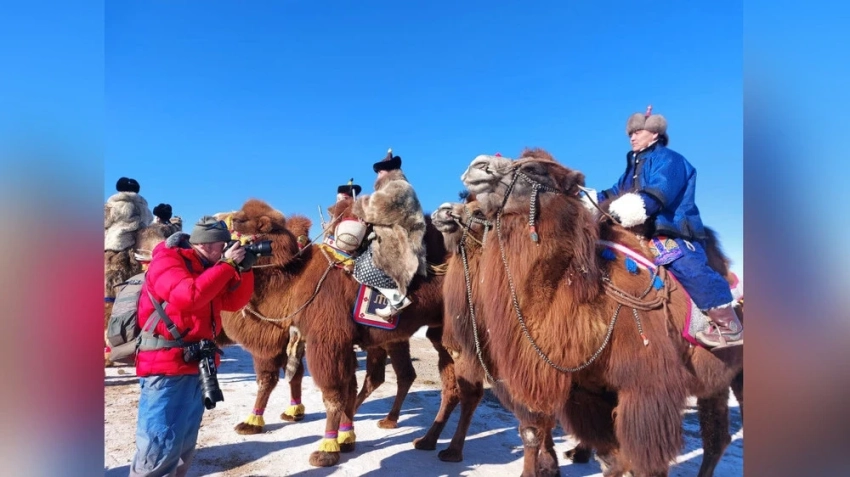 В аймаке Дундговь состоится Национальный фестиваль верблюдов