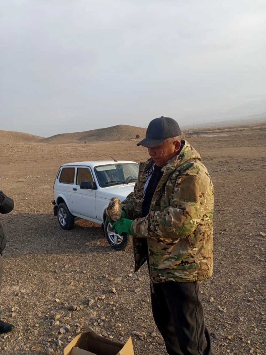Редкую хищную птицу в Кыргызстане выпустили в дикую природу