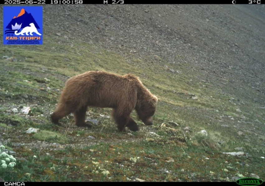 Фотоловушка в парке "Хан-Тенири" сняла снежного барса, рысь и стаю волков
