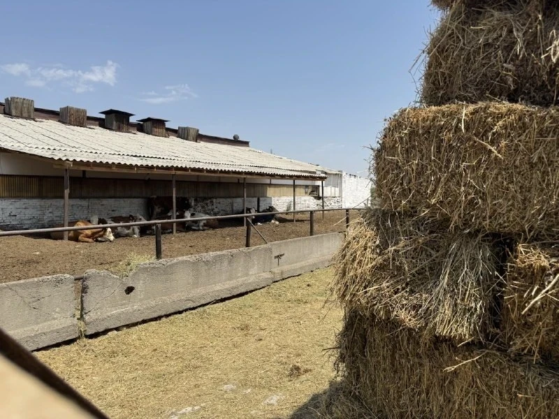 До конца 2026 года в КР можно будет беспошлинно завезти 5000 тонн мяса