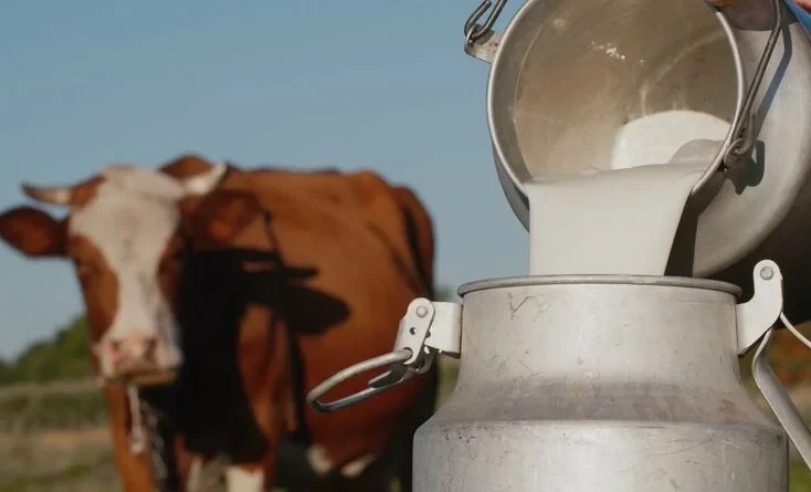 В Минсельхозе сообщили о ценах на сырое молоко в Кыргызстане