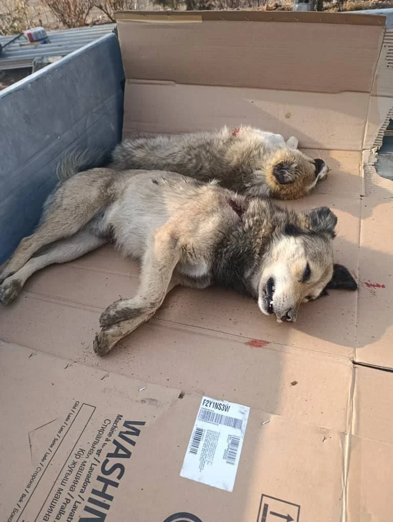 В Ак-Сайском айыл окмоту прошел субботник — больше всего досталось собакам