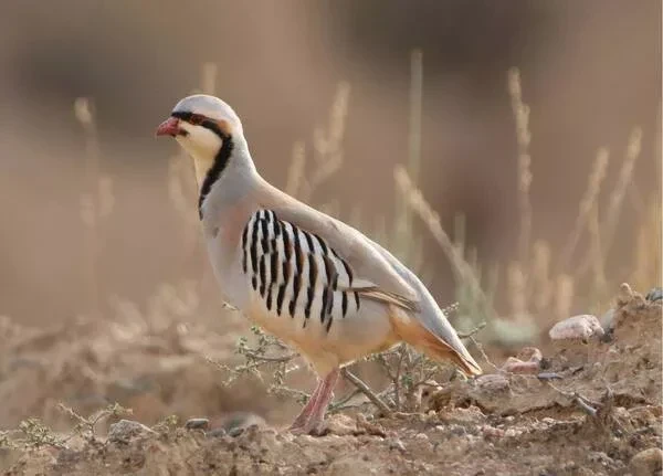 В Токтогульском районе выявлен факт незаконного отлова кекликов
