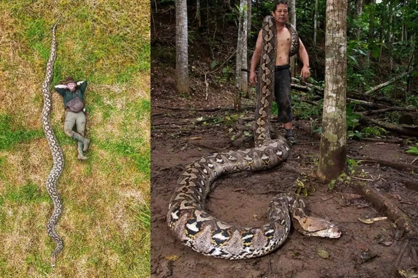 В Индонезии нашли самую длинную змею в мире