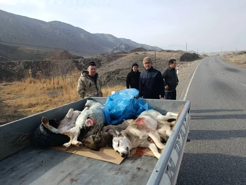 В Ак-Сайском айыл окмоту прошел субботник — больше всего досталось собакам