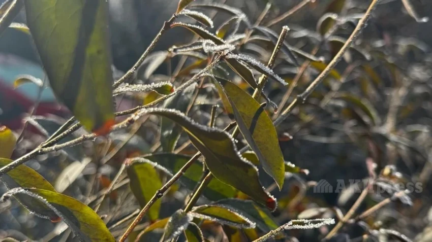 До +20 градусов ожидается на юге Казахстана в ближайшие дни