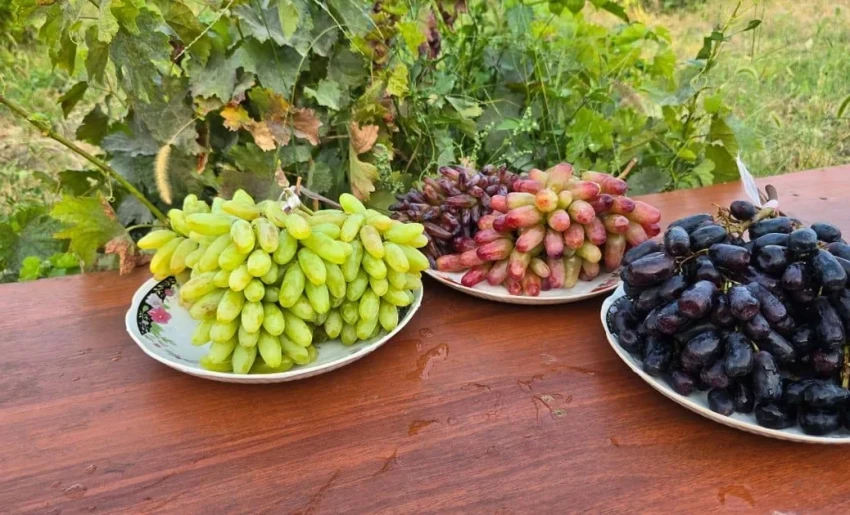 Виноградарство в Кыргызстане выходит на новый уровень - МСХ