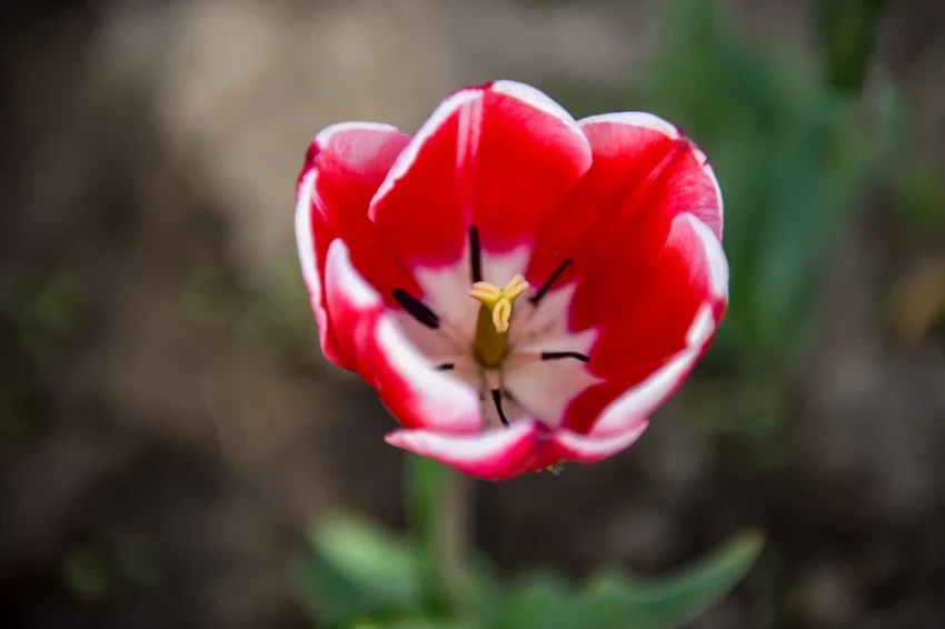 В Бишкеке - тюльпановое настроение. Цветочный фоторепортаж от мэрии